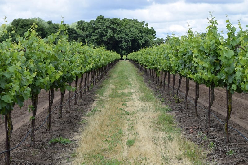 Cosmic Winery